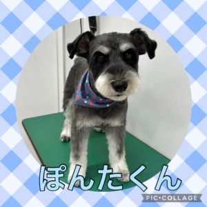 ★ぽんたくん★