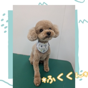 *ふくくん*