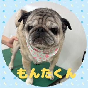 ⭐︎もんたくん⭐︎