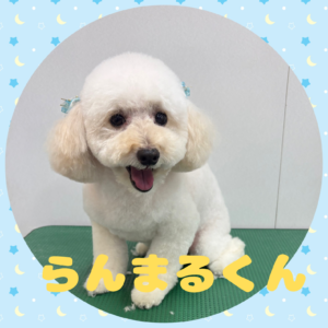 ⭐︎らんまるくん⭐︎