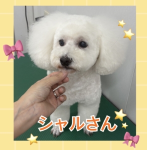 シャルさん