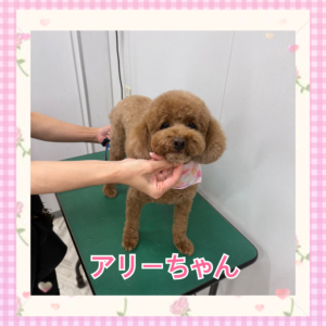 アリーちゃん
