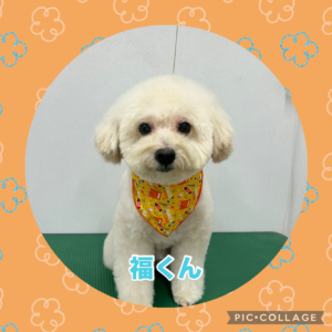 福くん
