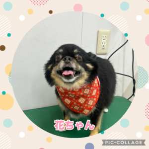 花ちゃん