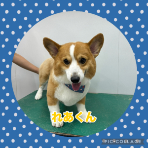 れあくん
