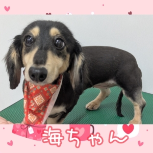 *海ちゃん*
