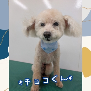 *チョコくん*