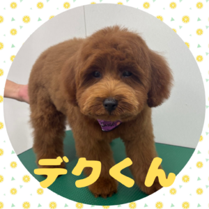 ⭐︎デクくん⭐︎