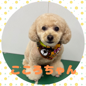 ♡こころちゃん♡