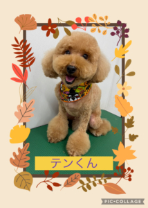 テンくん🐶