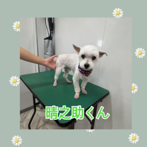 晴之助くん