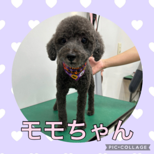 ★モモちゃん★