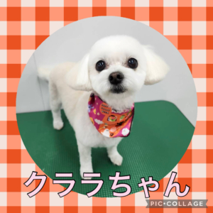 ★クララちゃん★