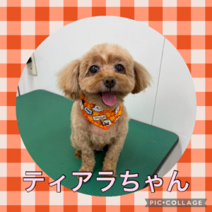 ★ティアラちゃん★