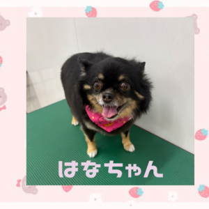 はなちゃん