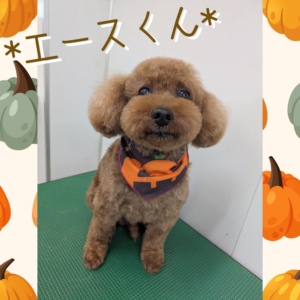 *エースくん*