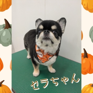 *セラちゃん*