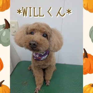 *WILLくん*